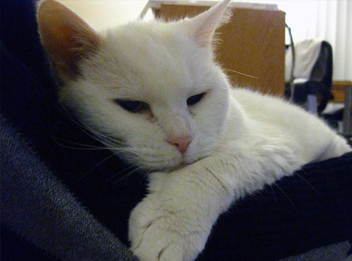 30 Incredibly Kind Acts Pets Did For Their Owners That Prove A Pet's Love Has No Limits