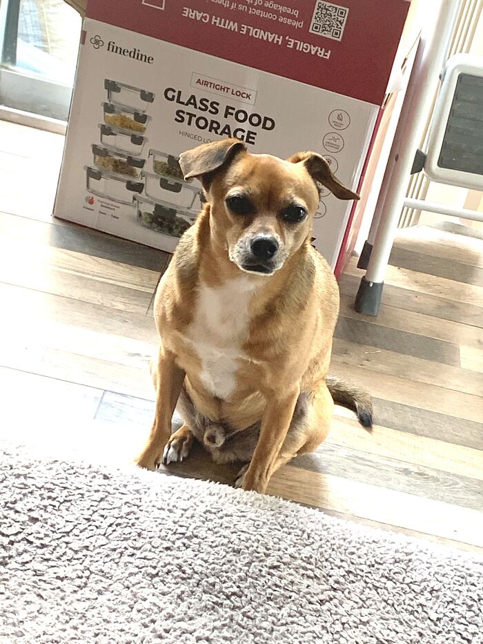 Can I Have A Bite? Please! So Hungry... -Buster, 9, Watching Dad Eat.