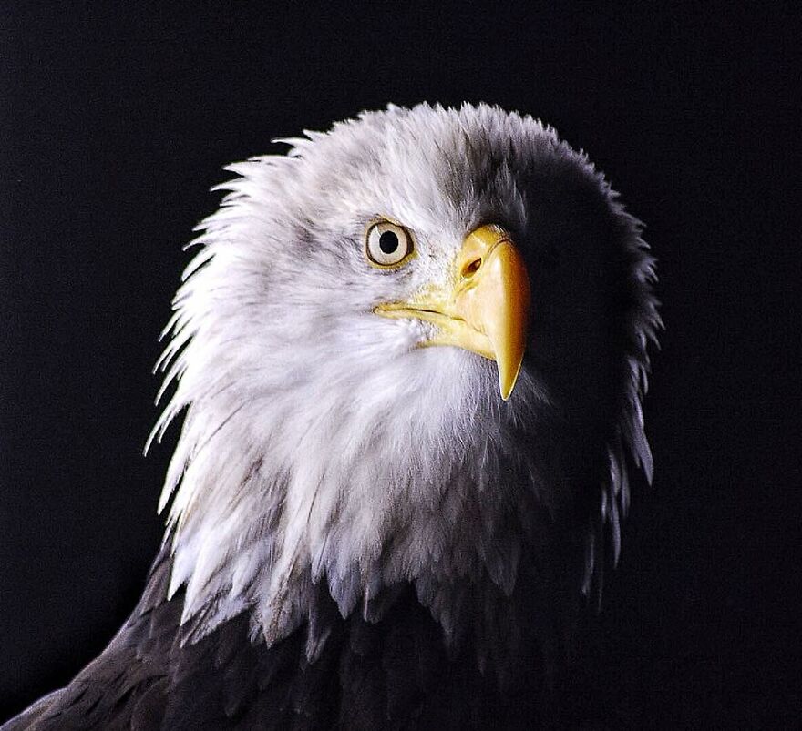 Meet Pilgrim Who Opened An Exhibition On Wildlife Photography At The Museum Where I Work!