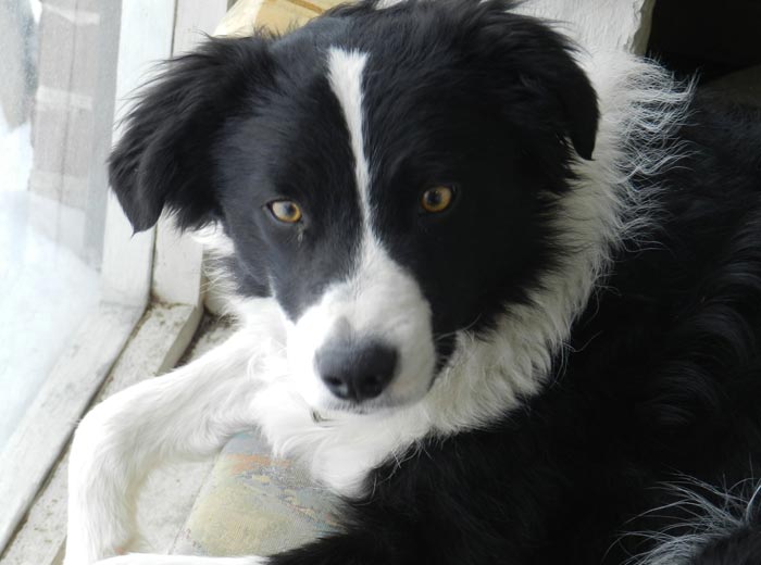 30 Incredibly Kind Acts Pets Did For Their Owners That Prove A Pet's Love Has No Limits