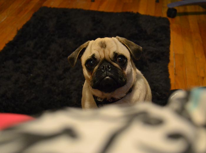 30 Incredibly Kind Acts Pets Did For Their Owners That Prove A Pet's Love Has No Limits