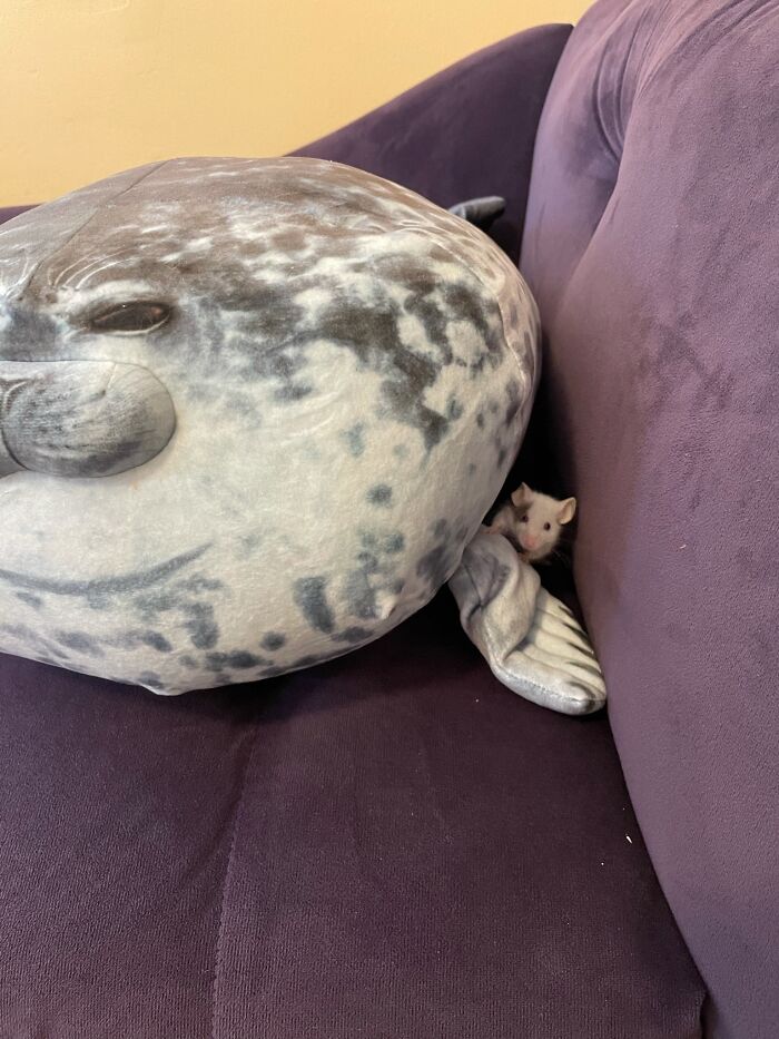 Hazel Says Hi! Rip My Little Buddy