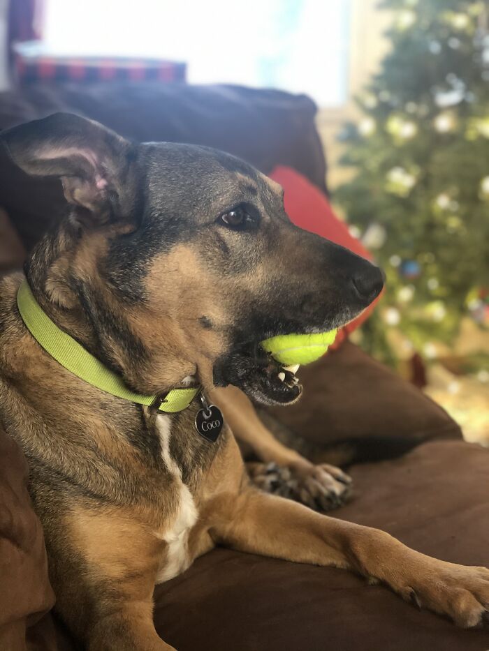 Coco Enjoying Her Favorite Christmas Present