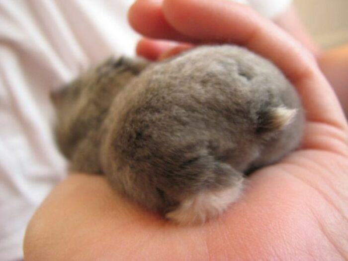 10 Pictures Of Animals With Cute Butts