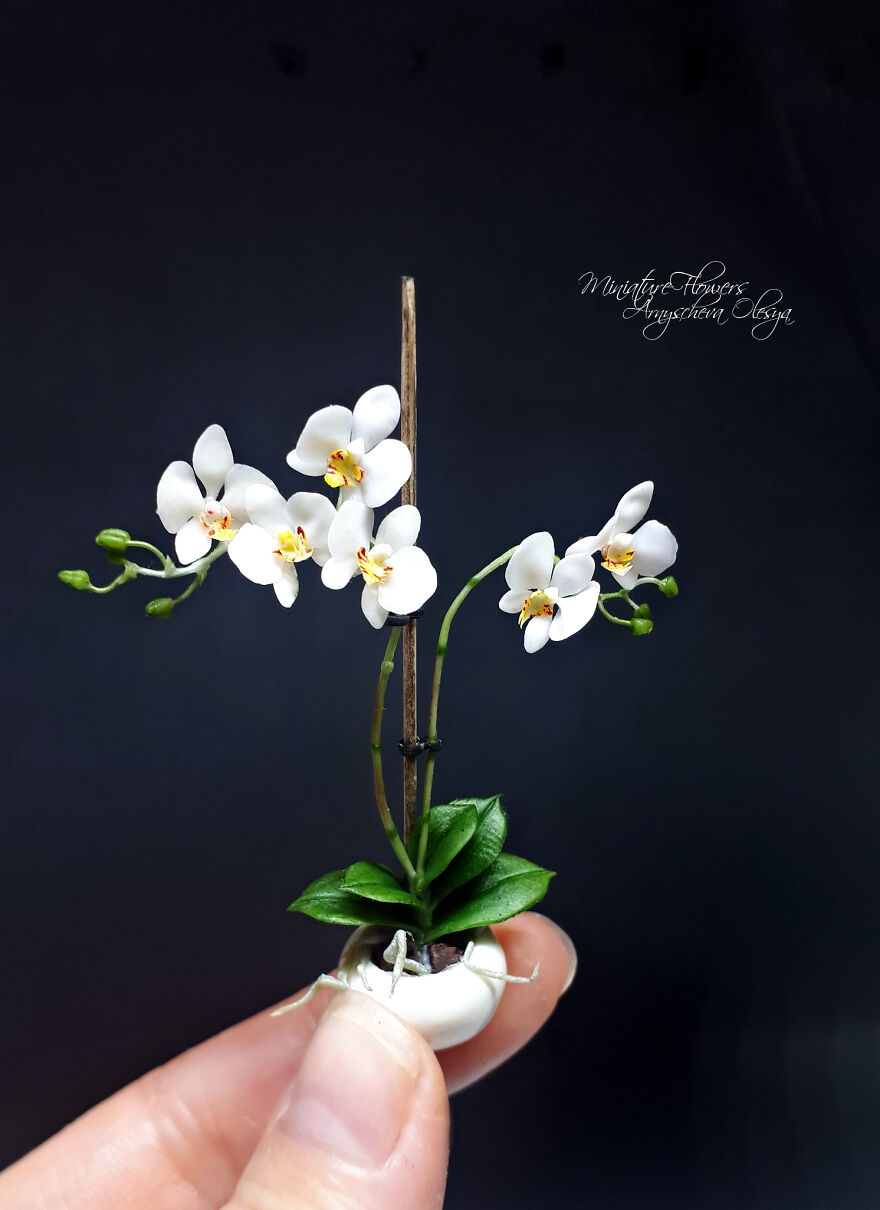 White Orchid In A Pot