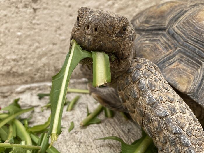 Leonardo Takes Great Selfies