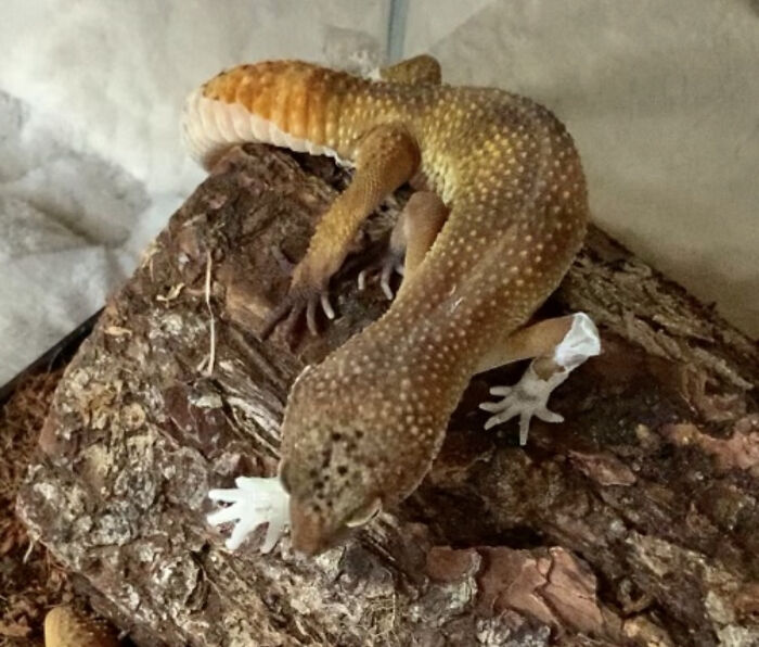 Screenshot Of My Gecko From A Video; He Peeled Off His Foot Skin Then Blew It Up Like A Balloon.