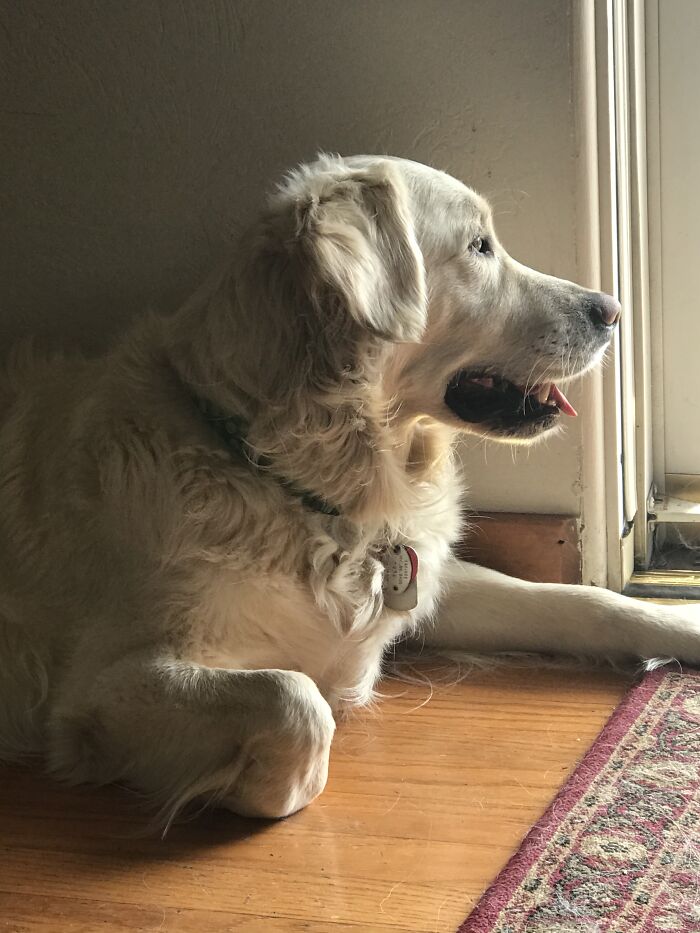 My Guy, Watching The World Go By And Of Course Protecting The Homestead