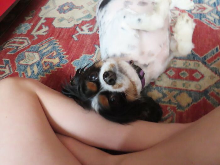 My Doggo After A Haircut At Home :)