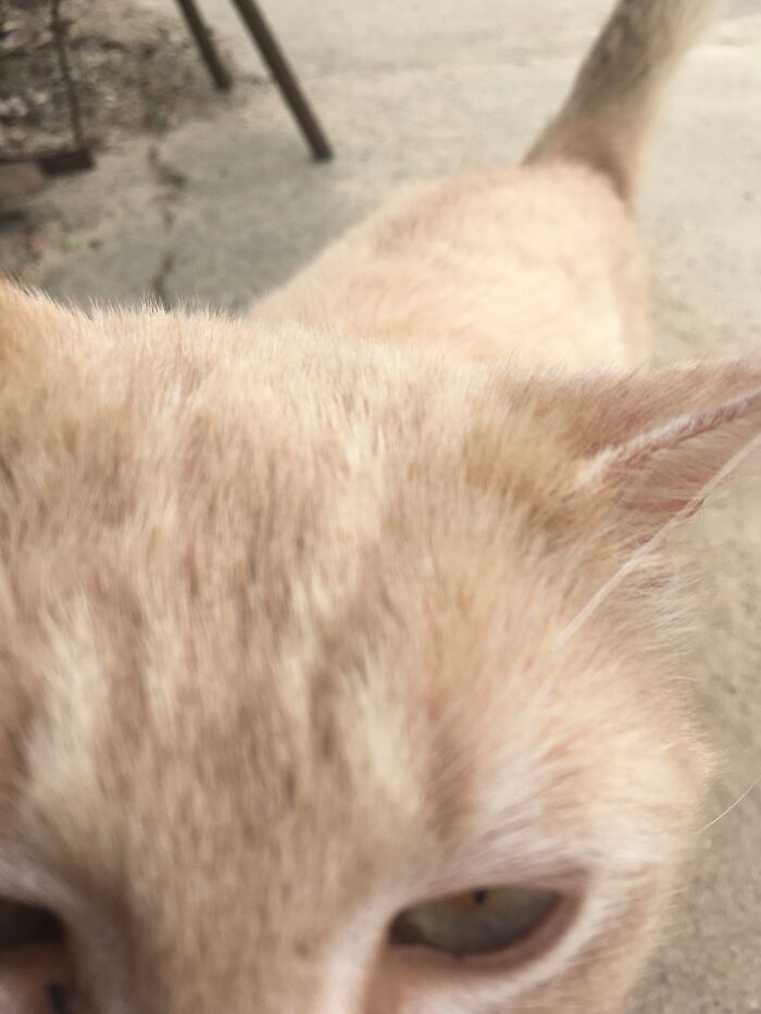 Say Hello To Sir Thomas Marshmallow