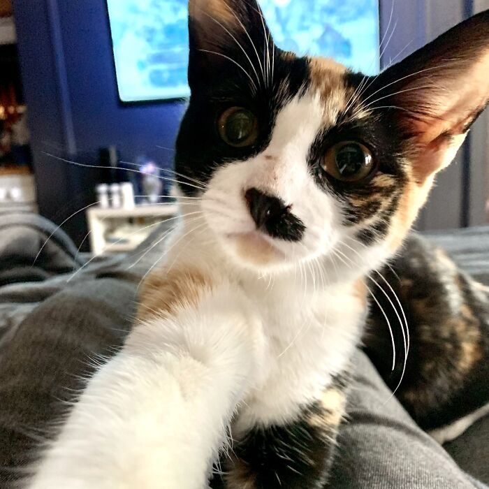 My Girl Charley… Trying To Get More ‘Paw-Llowers’