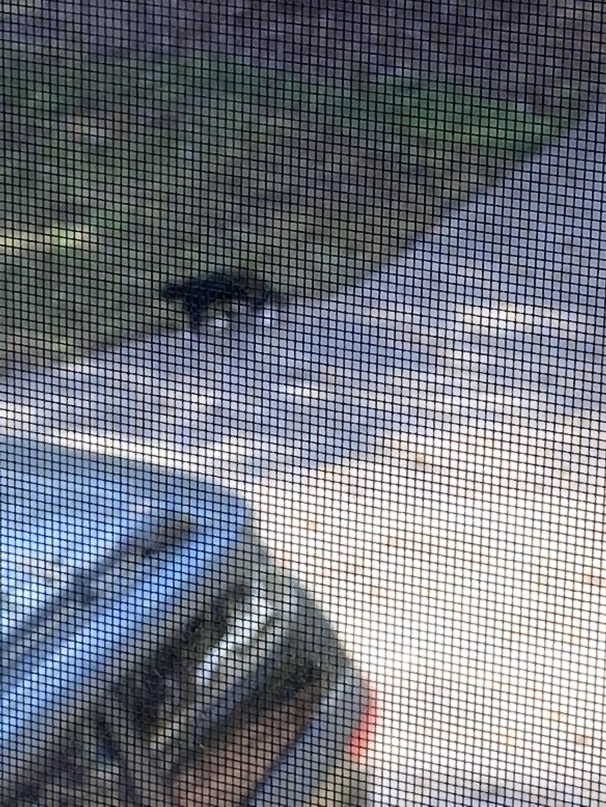 A Random Cat, It’s Not Mine