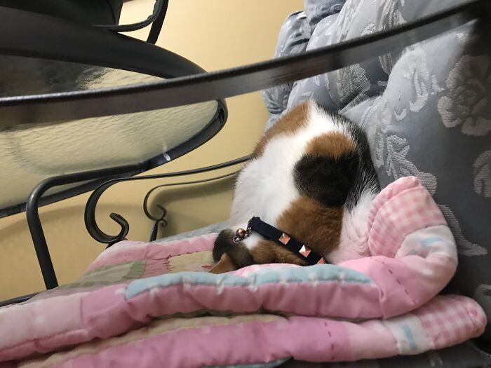 My Cat. Sleeps. Vertically.