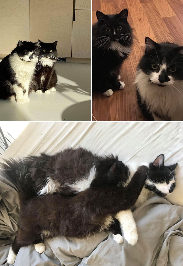 My Two Pumpkinheads Who Occasionally Merge Into One Big Pumpkin