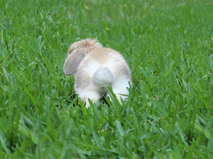 10 Pictures Of Animals With Cute Butts