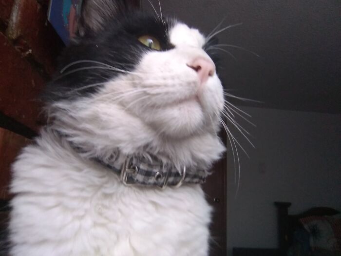 Too Fabulous For Selfies -Can't Be Truer-