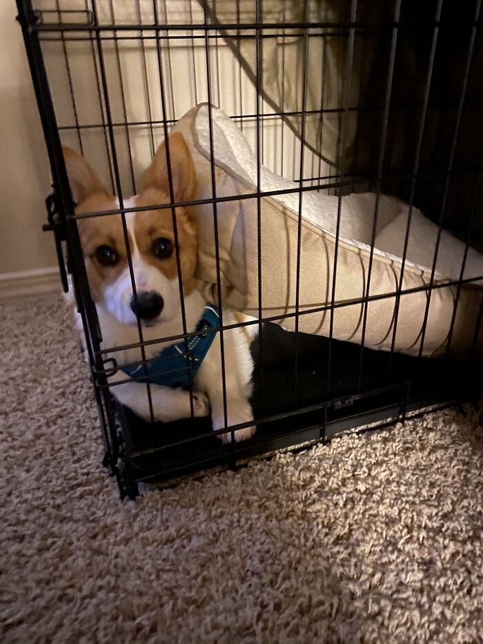 That’s Not How You Use A Bed Buddy...