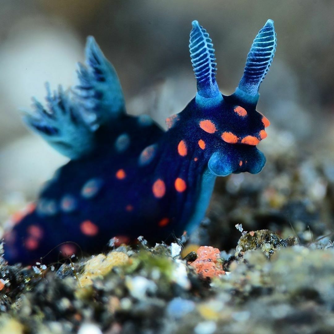 I Scoured The Internet(And My Gallery), So You Can Witness The Beauty Of Nudibranchs!