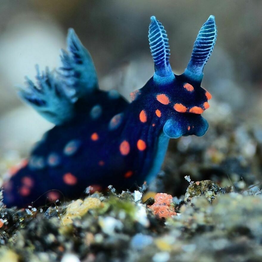 I Scoured The Internet(And My Gallery), So You Can Witness The Beauty Of Nudibranchs!