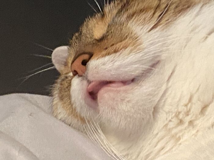 She Blep In Her Sleep. She’s Dreaming In This Picture Actually. What You Don’t See Is Her Kicking Me While Dreaming.