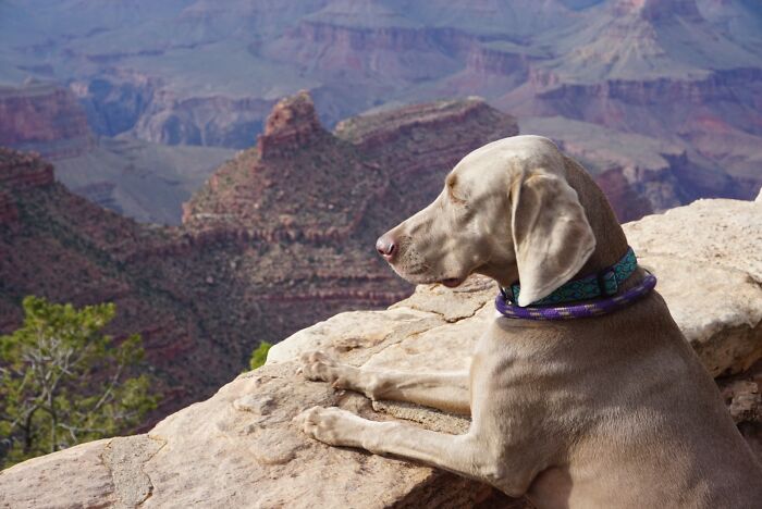 Here Is Pepper The (Sassy) Weimaraner