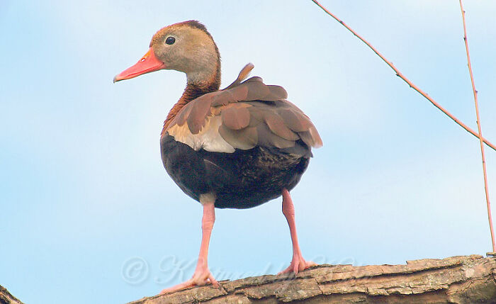 10 Pictures Of Animals With Cute Butts