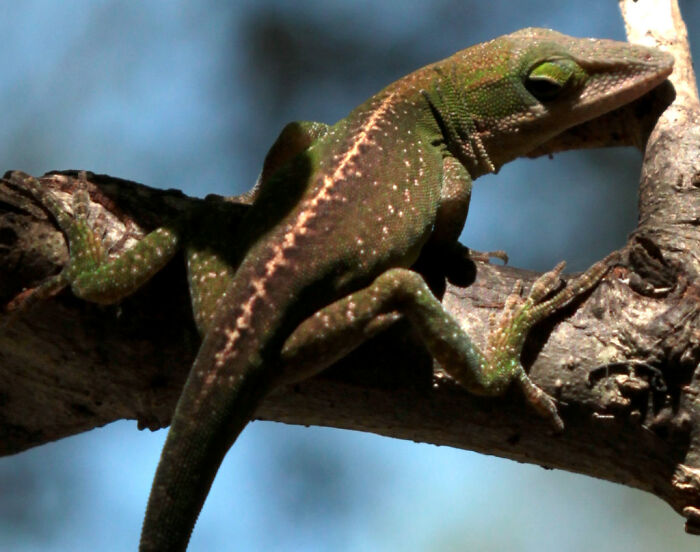 10 Pictures Of Animals With Cute Butts