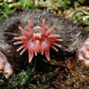 condyluracristata avatar