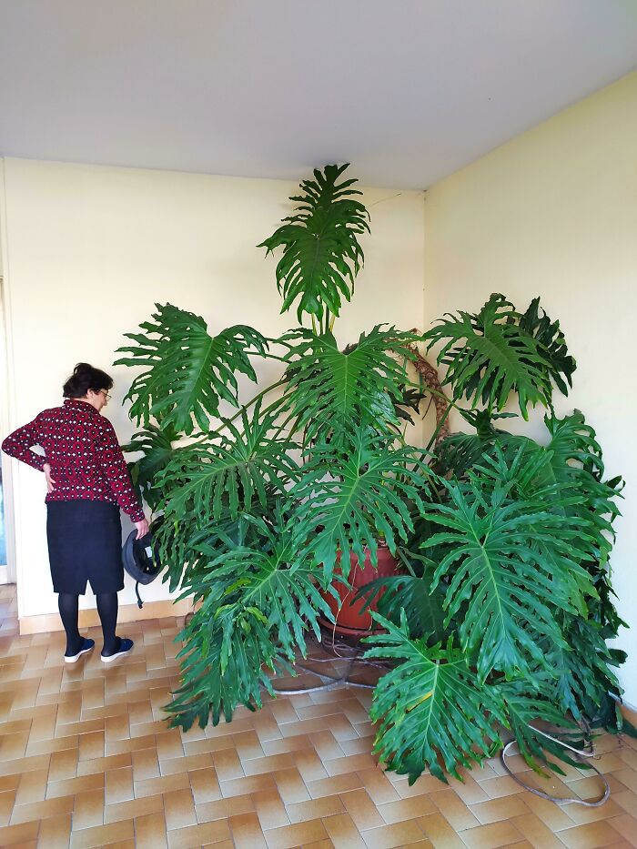Huge Xanadu I Spotted While Walking In Rome (Italy). Lady Who Takes Care Of It For Scale. The Plant Is More Than 20 Years Old, Survived Freezing Temperatures And Snow