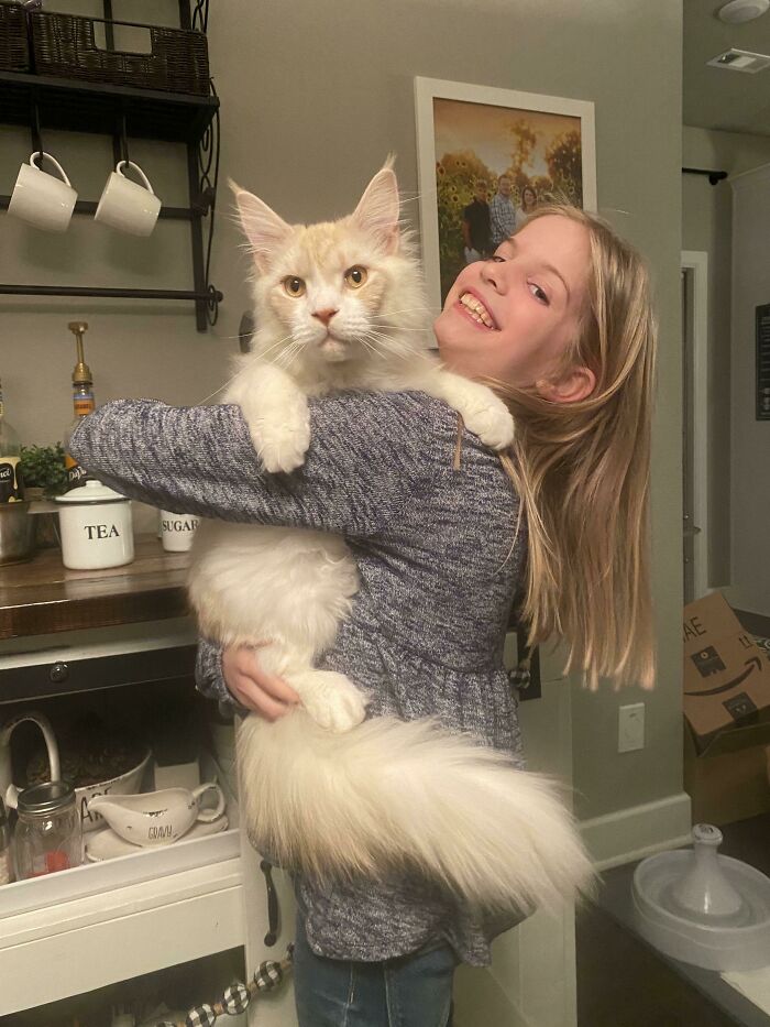 9-Month-Old Maine Coon vs. 9-Year-Old Niece