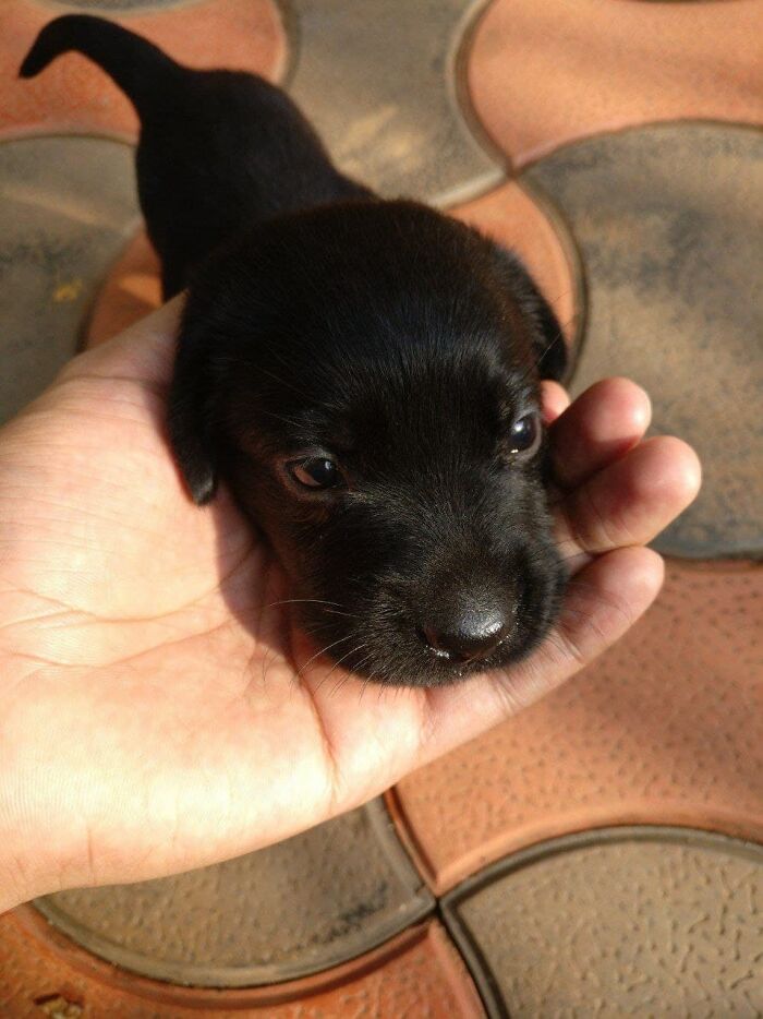 My 25 Day Old Labrador Pupper!