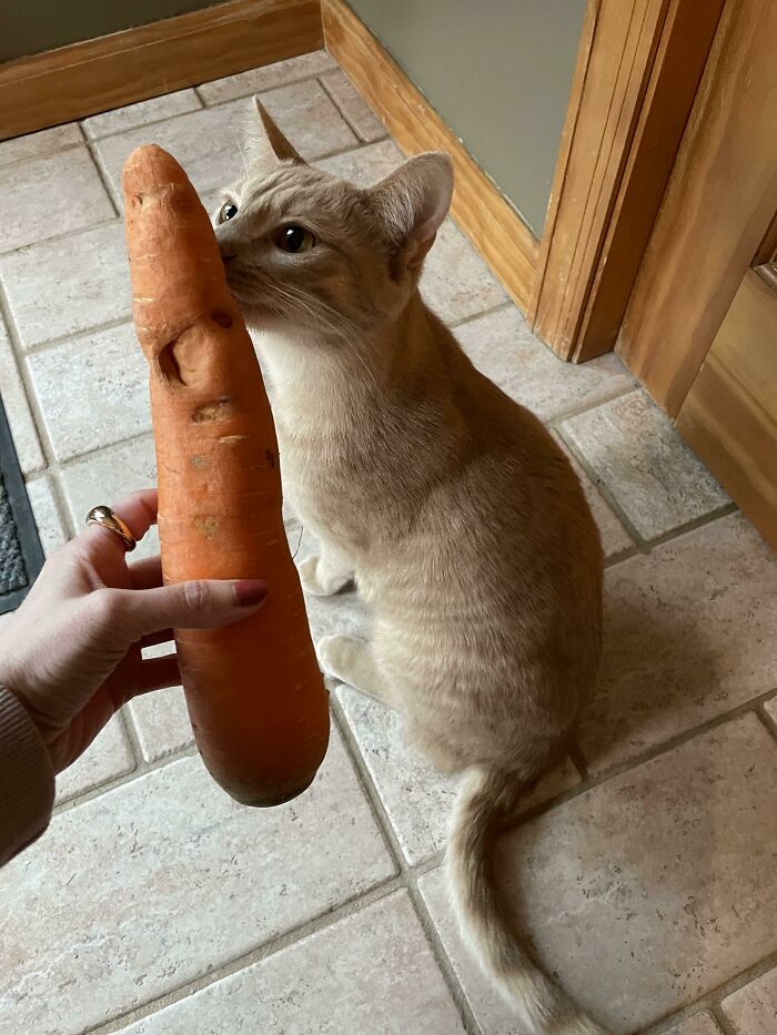The Size Of This Carrot. Cat For Scale