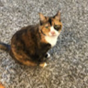 noellemorrison avatar