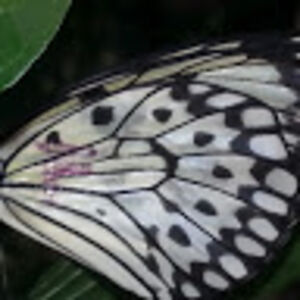 kimwetherington avatar