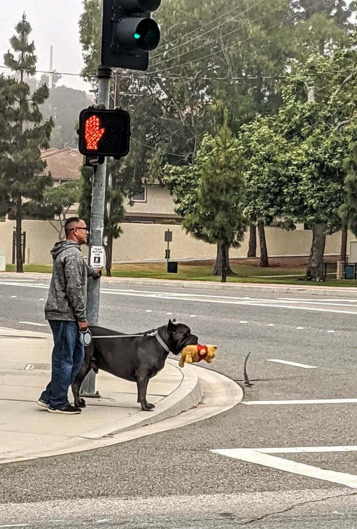 Snapped This Pic Of This Huge Cool Pitbull And His Pooh Bear While I Was Out Running Errands This Morning. So Adorable