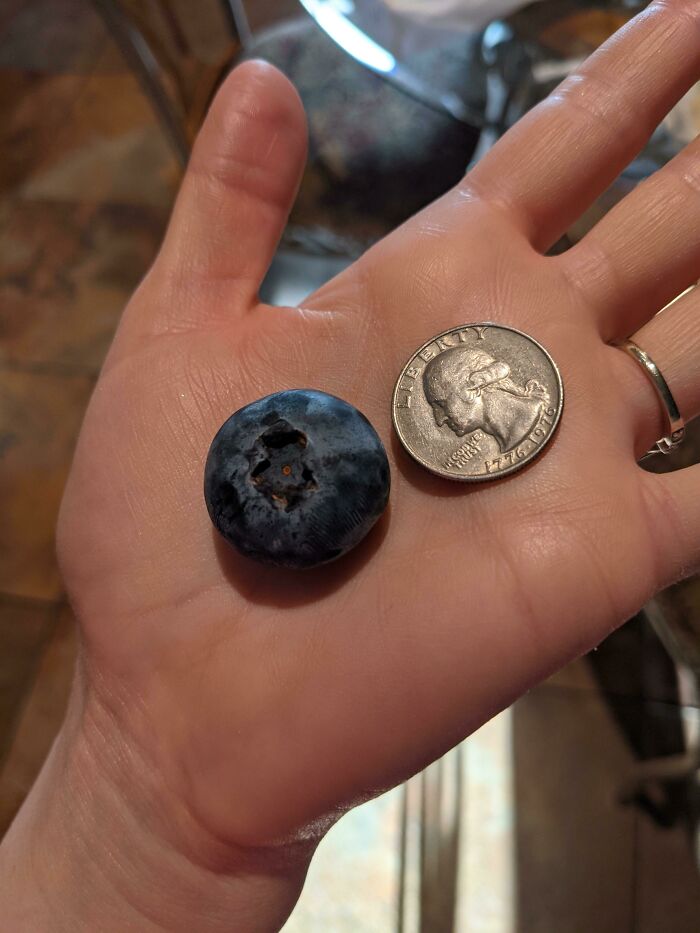 Giant Blueberry Compared To A Coin