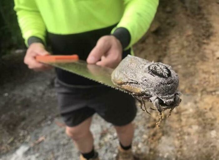 This Rat Sized Moth Found In A School Construction Site In Australia