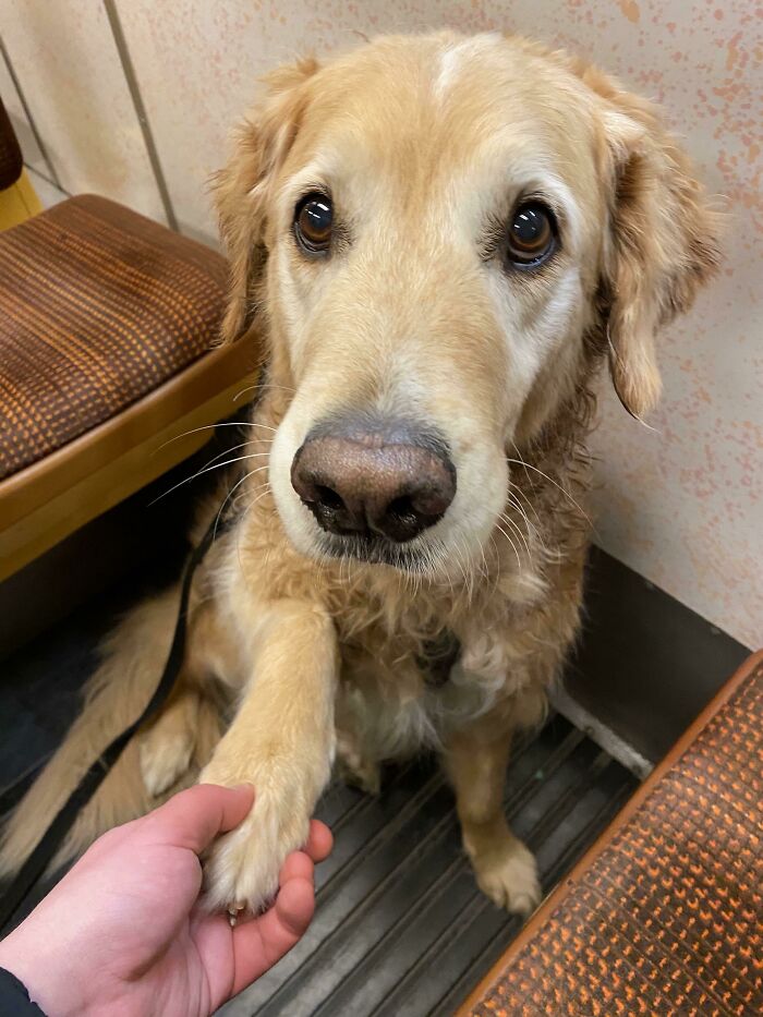 My Handsome Old Golden Retriever/Border Collie Man (11-Year-Old) Taking A Subway Ride With Me. The Best Friend I Could Ever Wish For