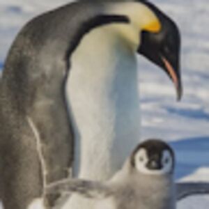 leethepenguin avatar