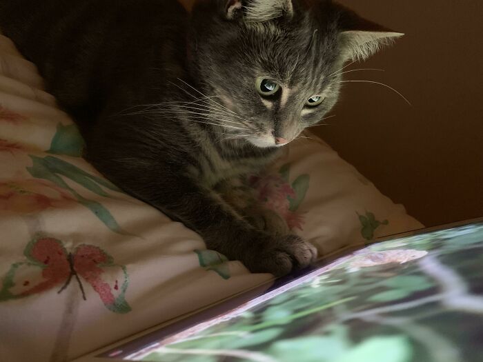 Spoiled Cat Doesn’t Leave Me Alone Until I Put On Her Show