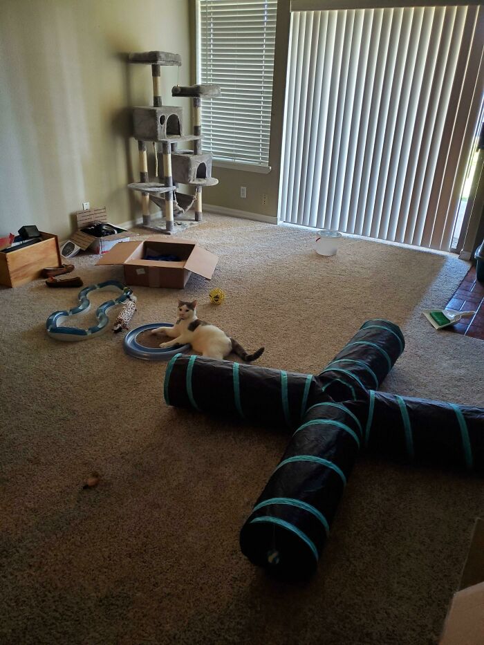 Have You Ever Seen A More Spoiled Cat? We Just Moved Into Our New Place And He Has More Toys Than We Have Furniture