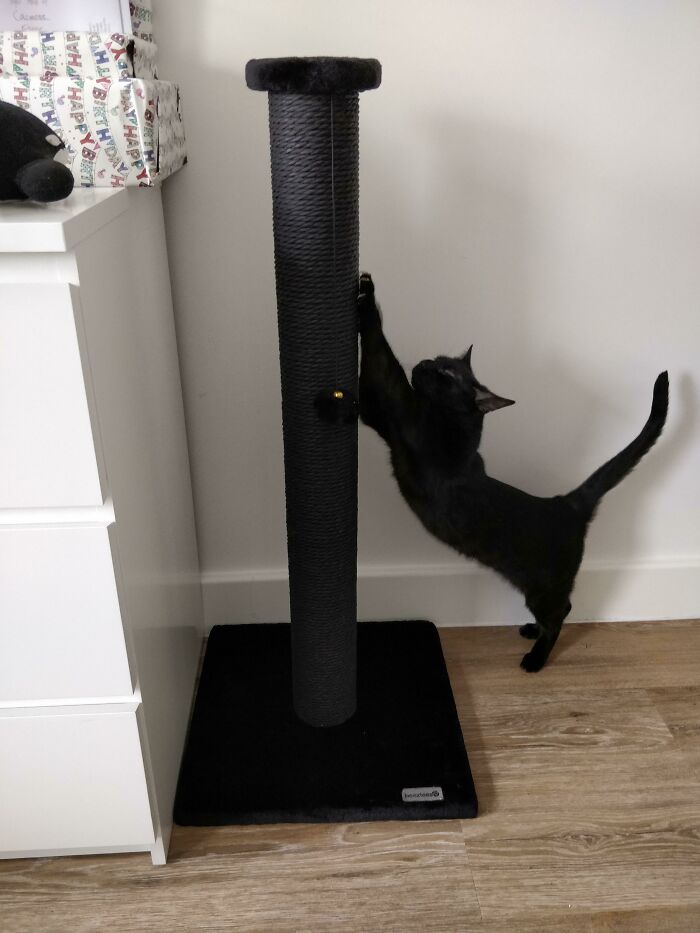 It's My Birthday, But My Gift Was For My Cats. Spoiled Creatures