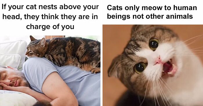 Guy Promises To Give Cat Facts You Didn’t Know, Delivers 22 Interesting Ones