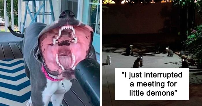 50 Times Pets Almost Gave Their Owner A Heart Attack By How Terrifying They Looked