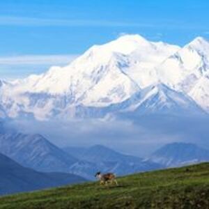 deicmilosevic avatar