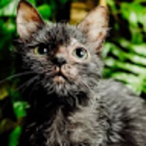 isabelladawesstudent avatar