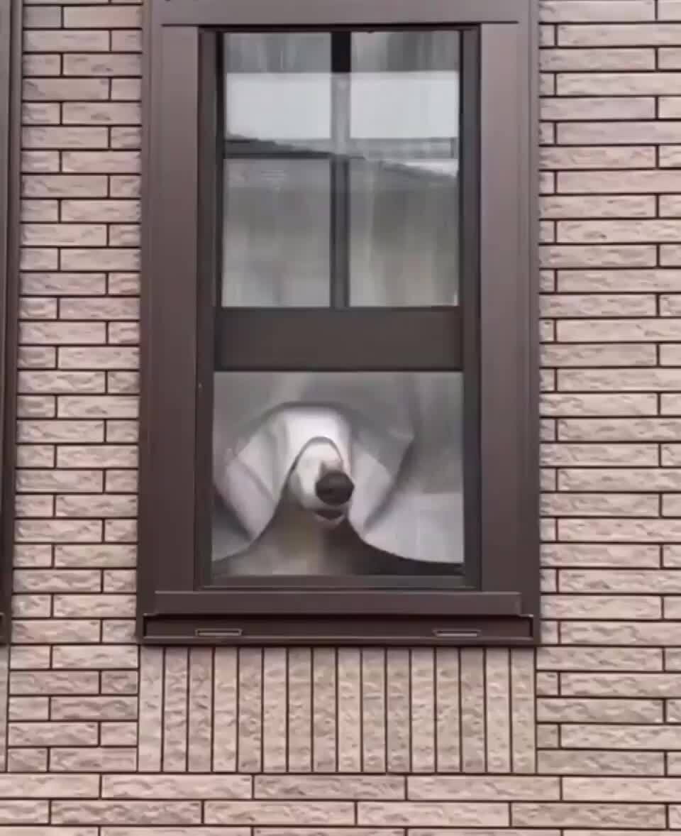 I Can Smell The View