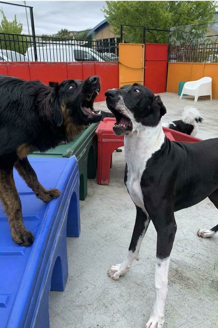 Our Dogs Boarding Facility Posts Pictures Daily So You Can Get Updates. Saw This While Browsing Their Instagram