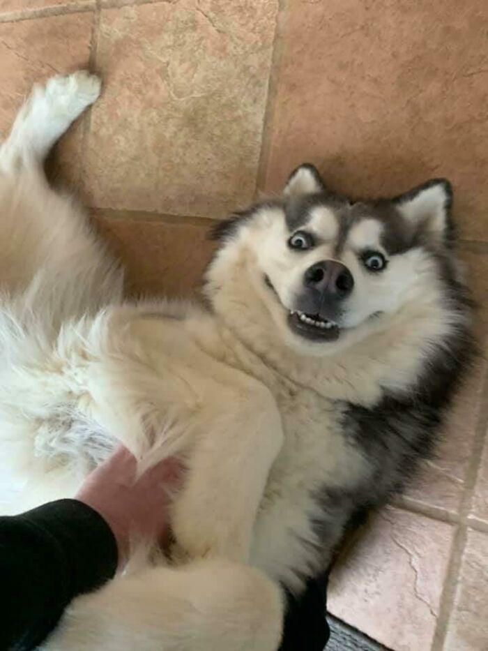 I Smile Like Normal Dog Smile