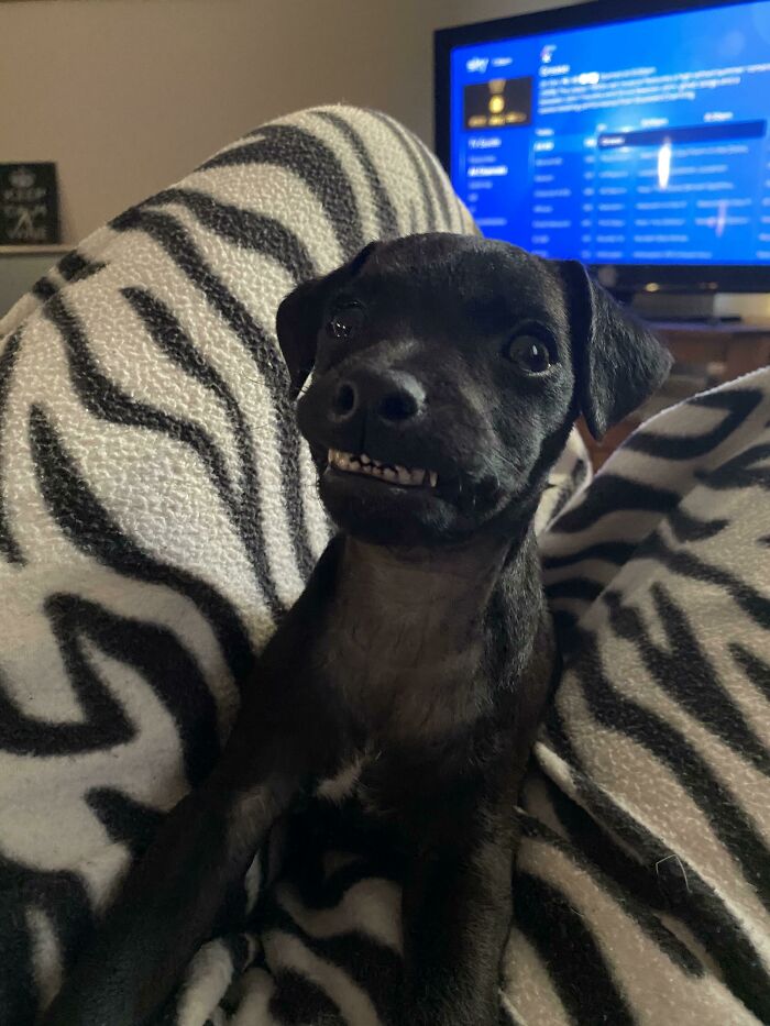 11 Weeks Old And Already Getting Her Goofy Lip Stuck On Her Teefs